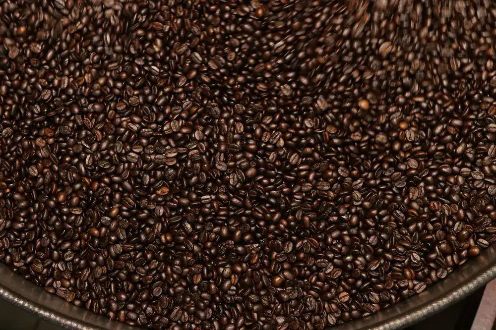Artisan checking the color of roasted coffee beans