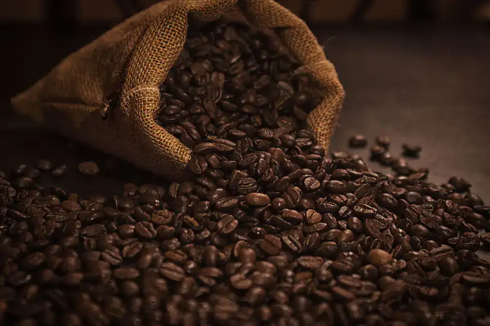 Freshly roasted coffee beans being poured into a burlap bag