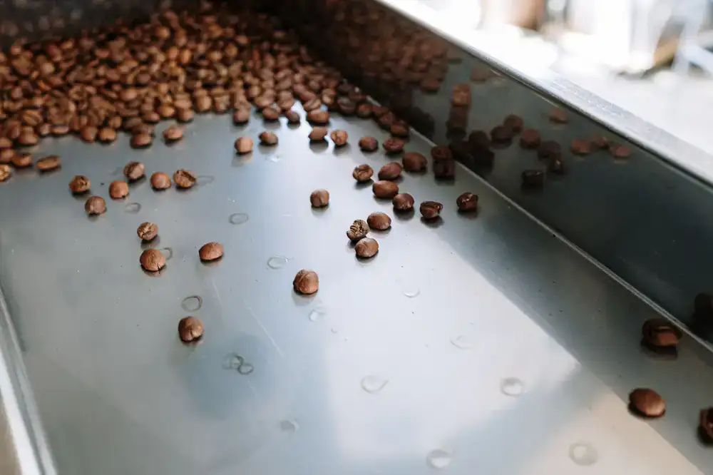 Coffee beans cooling in the roaster tray