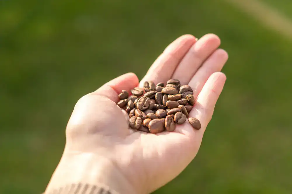Green coffee beans in hands showing origin